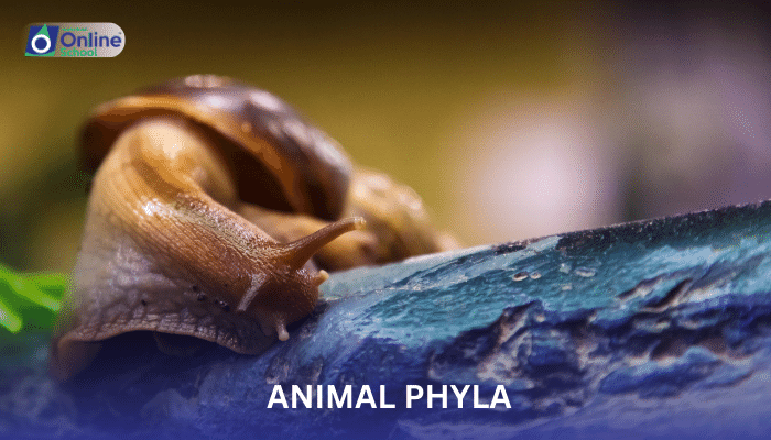 Lesson 08: Evolutionary Adaptations in Animal Phyla